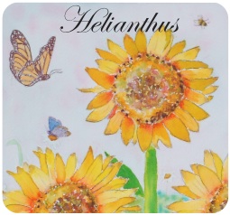 helianthus