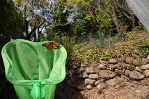 needed a net to tras[ort the butterflies out of the hatchery...works like a charm!