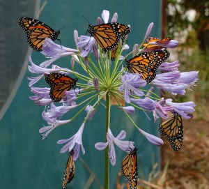 nine monarchs on agapantha