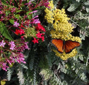 queen on yarrow cropped